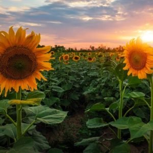 summer-landscape-beauty-sunset-sunflowers-field_221513-1861